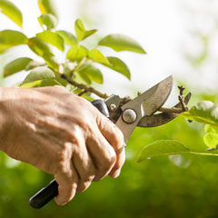 Arboriculteur Arboricultrice