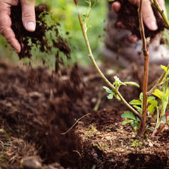 Horticulteur Horticultrice