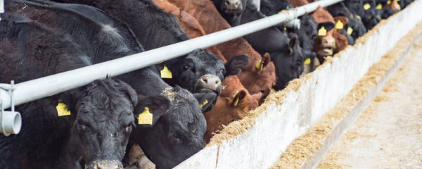 alimentation des bovins